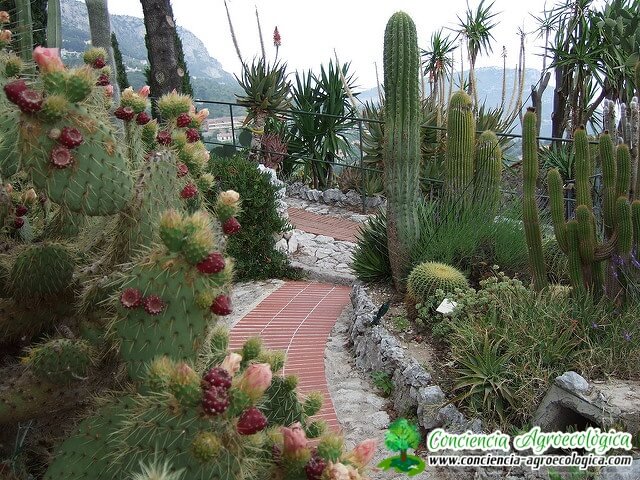 jardines con cactus