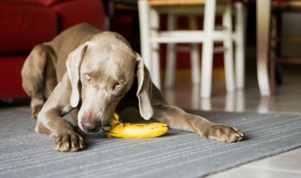 banane et chien