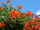 10 Fleurs Et Plantes Orange Pour Un Jardin Aux Couleurs ... concernant Faire Un Jardin Japonais Facile