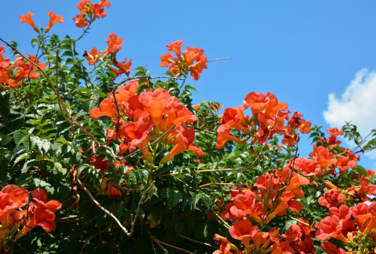 10 Fleurs Et Plantes Orange Pour Un Jardin Aux Couleurs … concernant Faire Un Jardin Japonais Facile