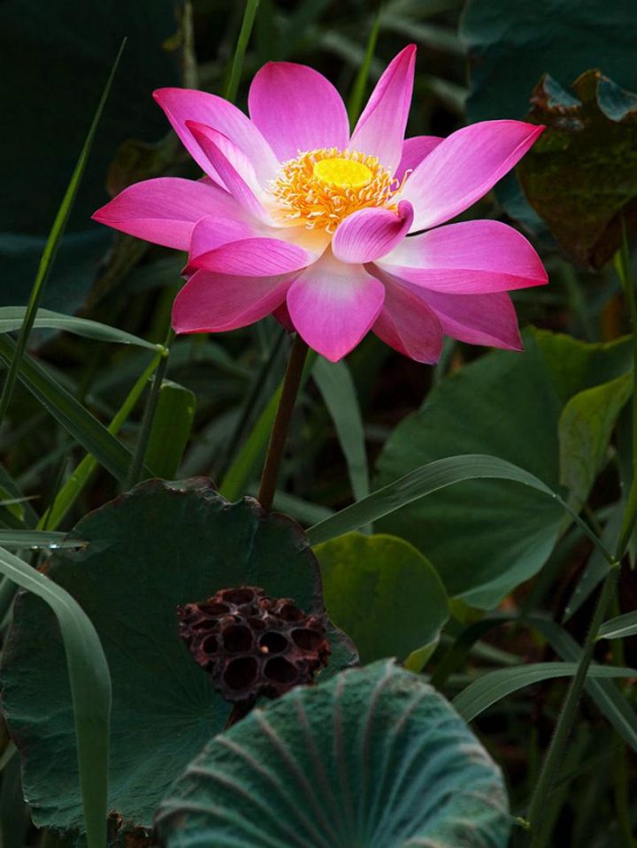10 Graines De Lotus Sacre Nelumbo Nucifera Rose Plante … pour Plante Bassin De Jardin