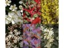 10 Mètres De Haie Fleurie - Kits Prêts À Planter - Achat Direct Au  Producteur serapportantà Jardin En Kit Pret A Planter