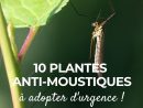 10 Plantes Anti-Moustiques | Jardins, Jardin Potager Et ... serapportantà Anti Moustique Jardin