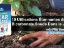 10 Utilisations Étonnantes Du Bicarbonate De Soude Dans Le ... encequiconcerne Bicarbonate De Soude Jardin