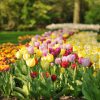 100+ [ Flower Garden Holland ] | Chrysanthemum Flowers Park ... encequiconcerne Jardin De Keukenhof