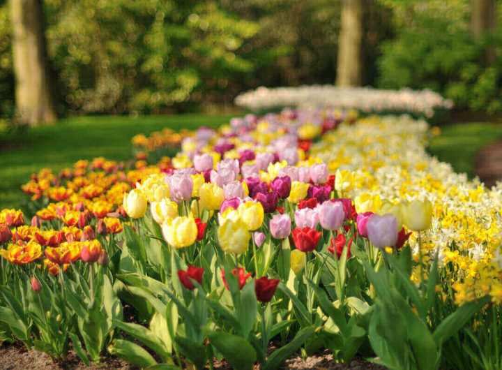 100+ [ Flower Garden Holland ] | Chrysanthemum Flowers Park … encequiconcerne Jardin De Keukenhof