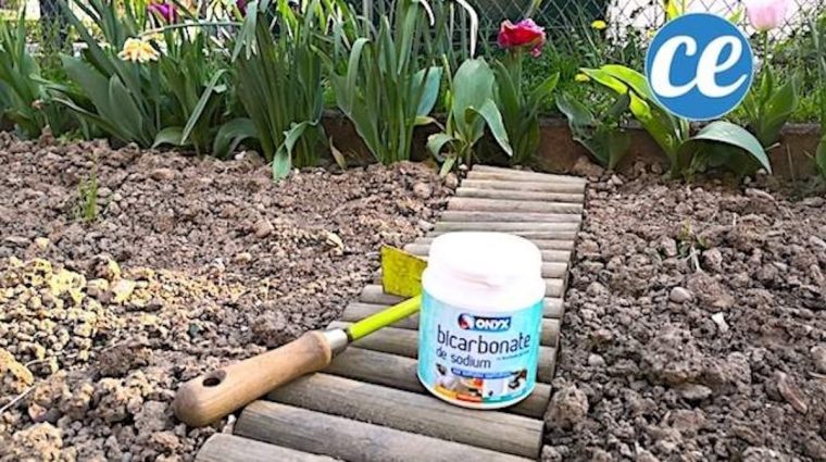 12 Utilisations Du Bicarbonate Dans Le Jardin Que Personne … concernant Bicarbonate De Soude Jardin