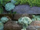 20 Idées Pour Créer Un Jardin Étonnant Succulent #amazing ... destiné Amenagement Petit Jardin Mediterraneen