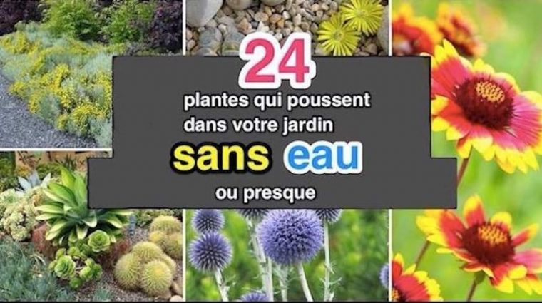 24 Plantes Qui Poussent Dans Votre Jardin Sans Eau (Ou Presque). concernant Bonne Terre Pour Jardin