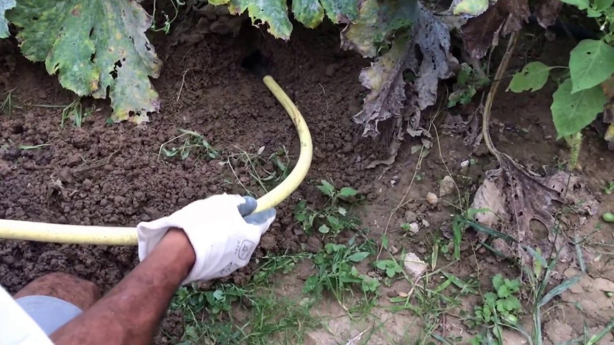 3 Façons Pour Éliminer Les Taupes avec Comment Chasser Les Taupes De Son Jardin