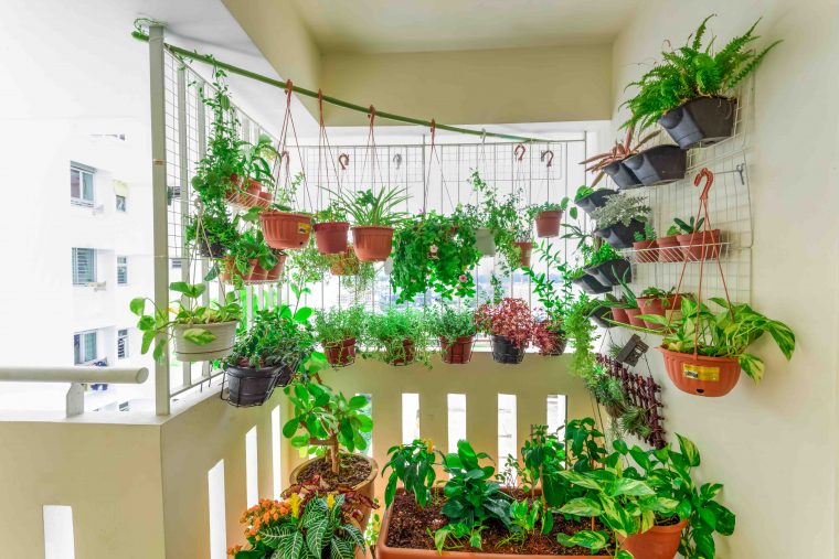 4 Conseils Pour Cultiver Des Plantes Sur Un Balcon – Du … concernant Faire Un Jardin Sur Son Balcon