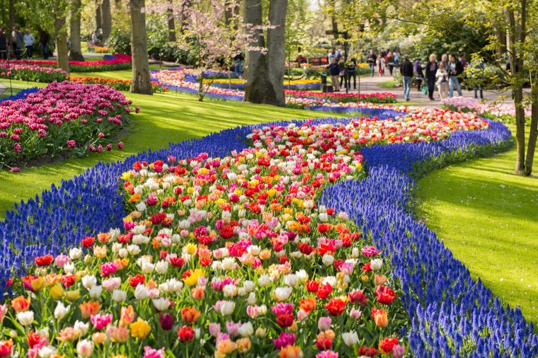 5 Festivals De Fleurs En Europe À Voir Au Printemps – Floraqueen encequiconcerne Fleurs À Couper Au Jardin