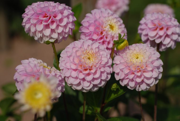 5 Fleurs À Bouquets À Planter Au Jardin – M6 Deco.fr destiné Fleurs À Couper Au Jardin