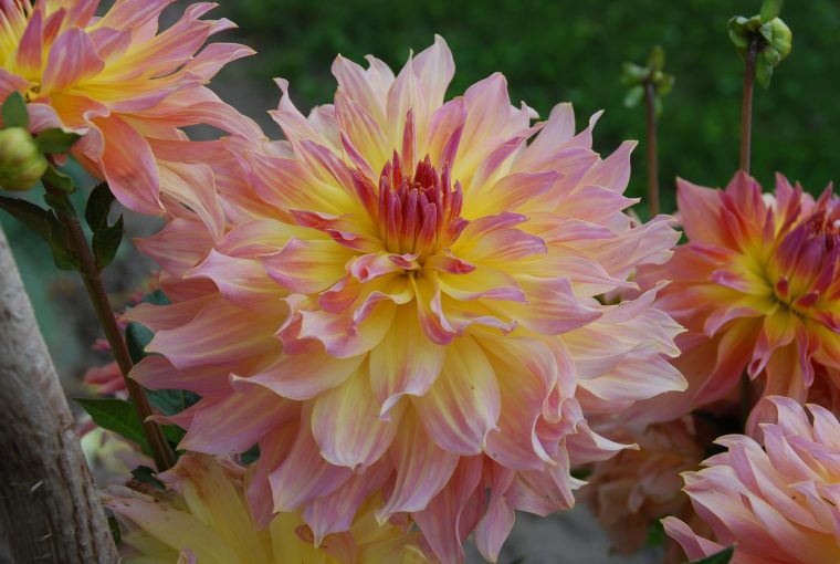 5 Fleurs À Bouquets À Planter Au Jardin – M6 Deco.fr encequiconcerne Fleurs À Couper Au Jardin