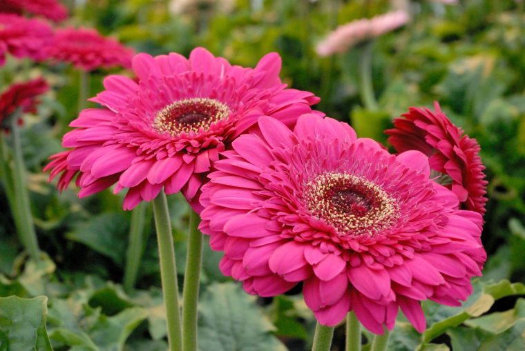 5 Fleurs À Bouquets À Planter Au Jardin – M6 Deco.fr pour Fleurs À Couper Au Jardin