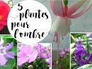 5 Plantes Pour Des Fleurs À L'ombre Ou En Mi-Ombre concernant Plante Jardin Ombre