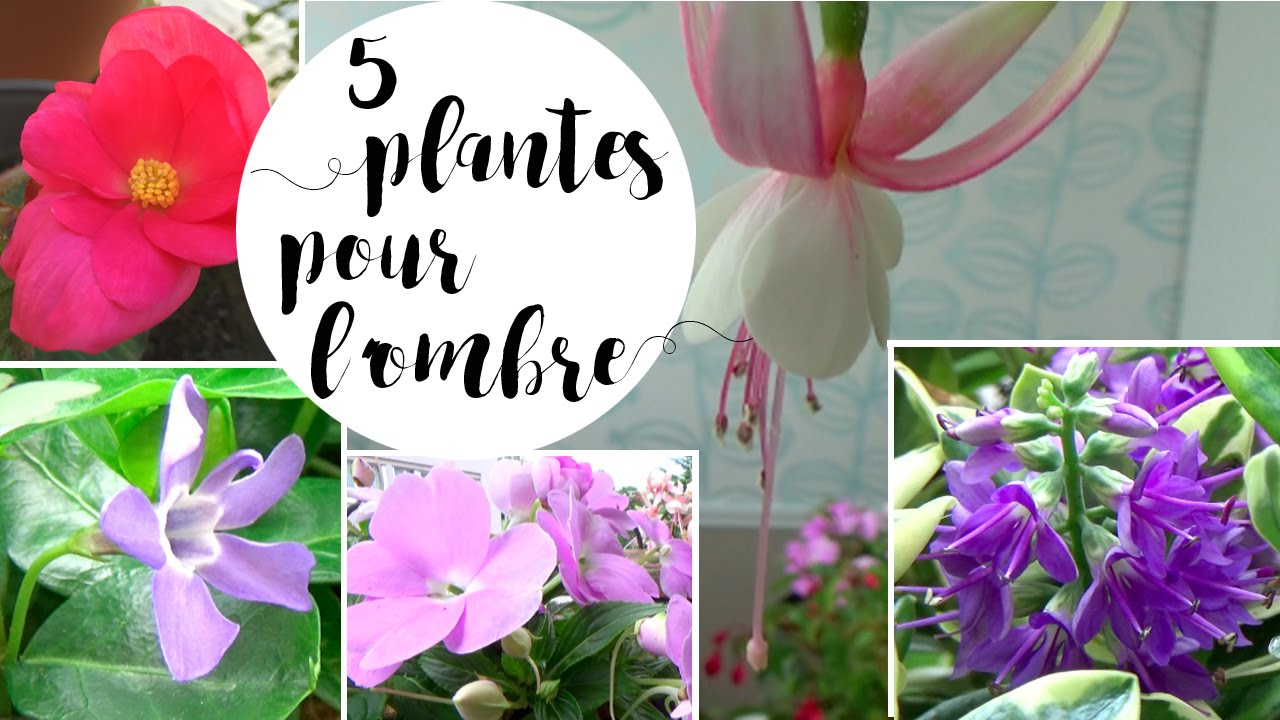 5 Plantes Pour Des Fleurs À L'ombre Ou En Mi-Ombre concernant Plante Jardin Ombre