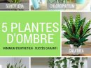5 Plantes Vertes D'ombre Pour L'intérieur | Mi Casa | Plante ... dedans Plante Jardin Ombre