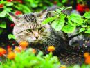 6 Trucs Pour Éloigner Les Chats De Votre Jardin - Le ... destiné Chasser Les Chats Du Jardin