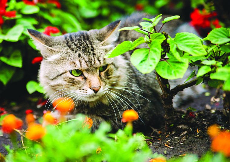 6 Trucs Pour Éloigner Les Chats De Votre Jardin – Le … destiné Chasser Les Chats Du Jardin