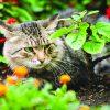 6 Trucs Pour Éloigner Les Chats De Votre Jardin - Le ... encequiconcerne Repousse Chat Jardin