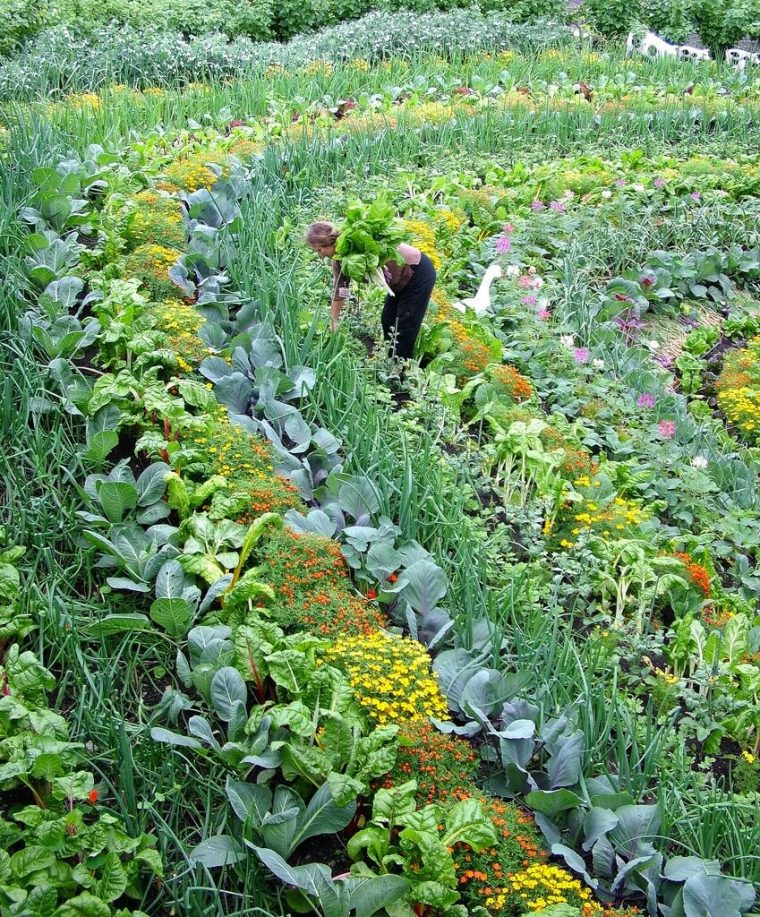 7 Étapes Pour Un Potager Au Top ! | Je Jardine Monpotdefleurs serapportantà Organisation D Un Jardin Potager