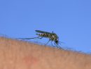 8 Astuces Naturelles Pour Éloigner Les Moustiques pour Comment Se Débarrasser Des Moustiques Dans Le Jardin