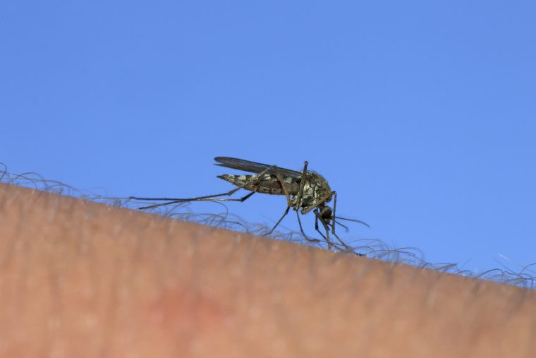 8 Astuces Naturelles Pour Éloigner Les Moustiques pour Comment Se Débarrasser Des Moustiques Dans Le Jardin