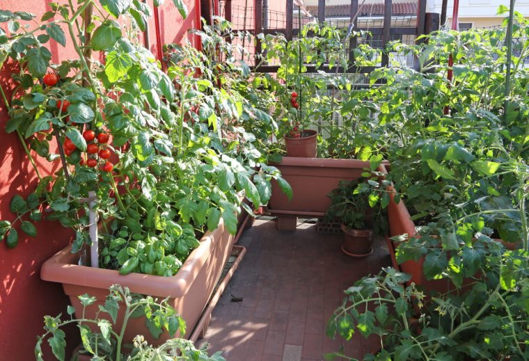 8 Légumes À Cultiver Sur Son Balcon intérieur Faire Un Jardin Sur Son Balcon