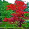 Acer Japonicum | Arbres - Trees | Jardins, Arbres Pour Petit ... tout Arbre Pour Petit Jardin