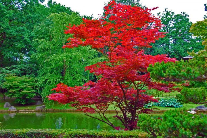 Acer Japonicum | Arbres – Trees | Jardins, Arbres Pour Petit … tout Arbre Pour Petit Jardin