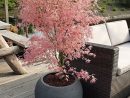 Achetez Maintenant Un Arbuste D'ornement Érable Du Japon ... pour Arbustes Decoration Jardin