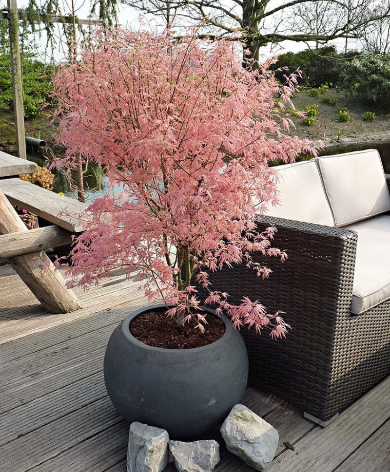 Achetez Maintenant Un Arbuste D'ornement Érable Du Japon … pour Arbustes Decoration Jardin