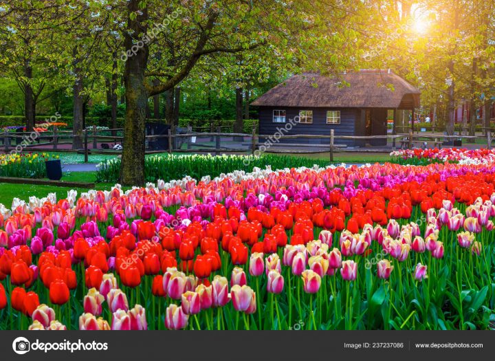 Admirable Spring Garden Landscape Fabulous Keukenhof Garden … dedans Jardin De Keukenhof