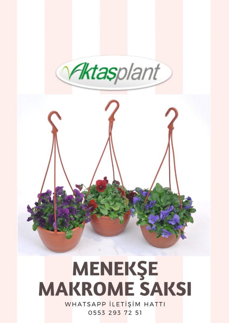 Aktaş Plant Group (@duvarbahce) | טוויטר tout Botanic Salon De Jardin