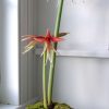 Amaryllis La Paz | Bitki | Flores Exóticas, Huerto Jardin Ve ... serapportantà Amaryllis De Jardin