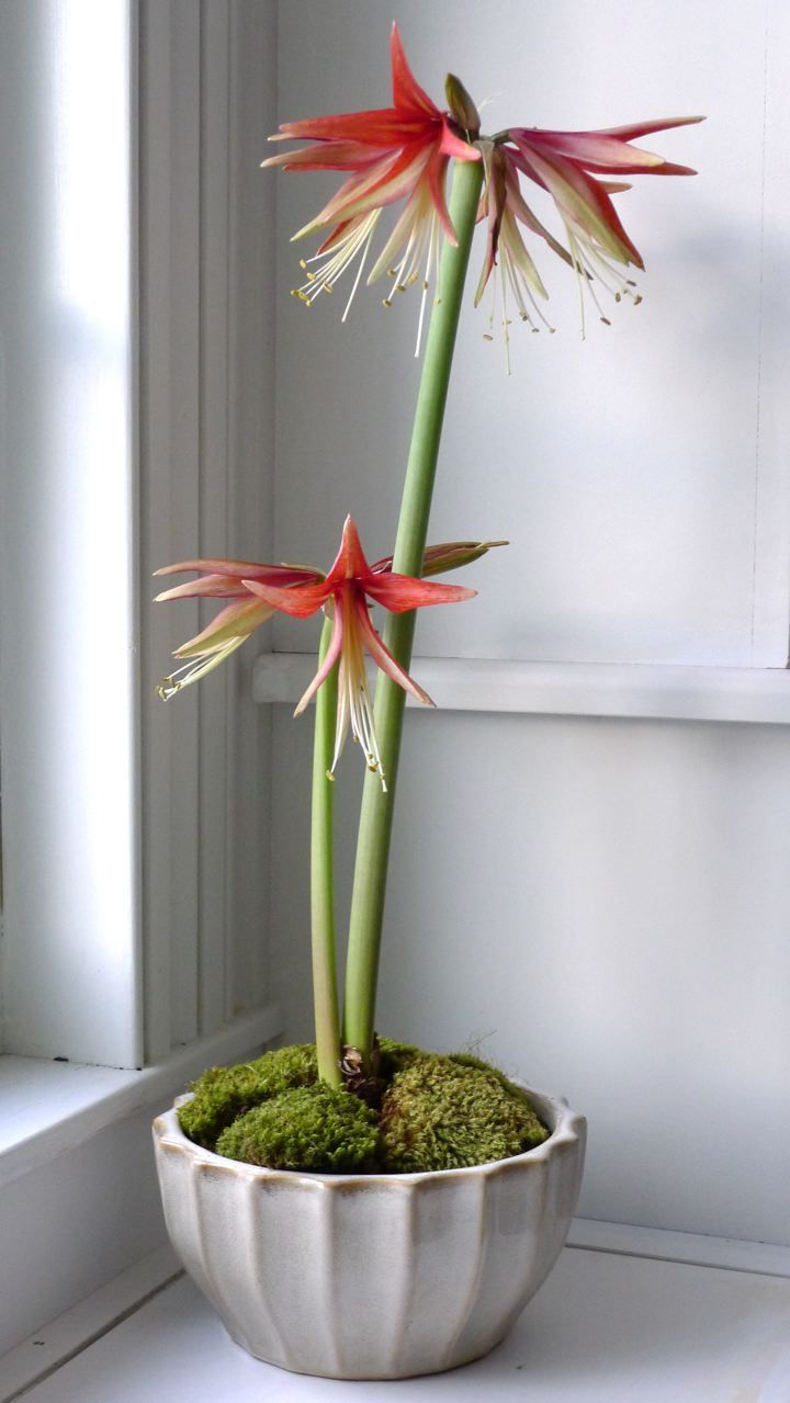 Amaryllis La Paz | Bitki | Flores Exóticas, Huerto Jardin Ve … serapportantà Amaryllis De Jardin