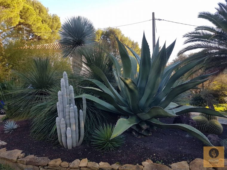 Aménagement D'un Jardin Sec Rocaille – Vente De Cactus Et … dedans Creer Un Jardin Sec