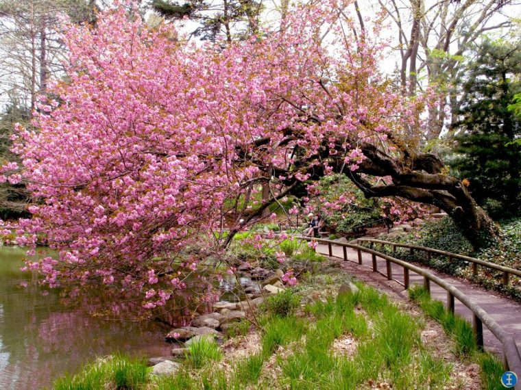 Aménager Un Jardin Zen – Décoration D'intérieur, Coaching … encequiconcerne Plante Jardin Zen