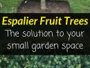 Arbres Fruitiers Espalier - La Solution À Votre Petit Espace ... pour Petit Arbre Fruitier Jardin