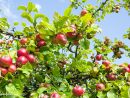 Arbres Fruitiers: Les Bons Gestes Pour Les Cultiver concernant Quel Arbre Fruitier Pour Petit Jardin