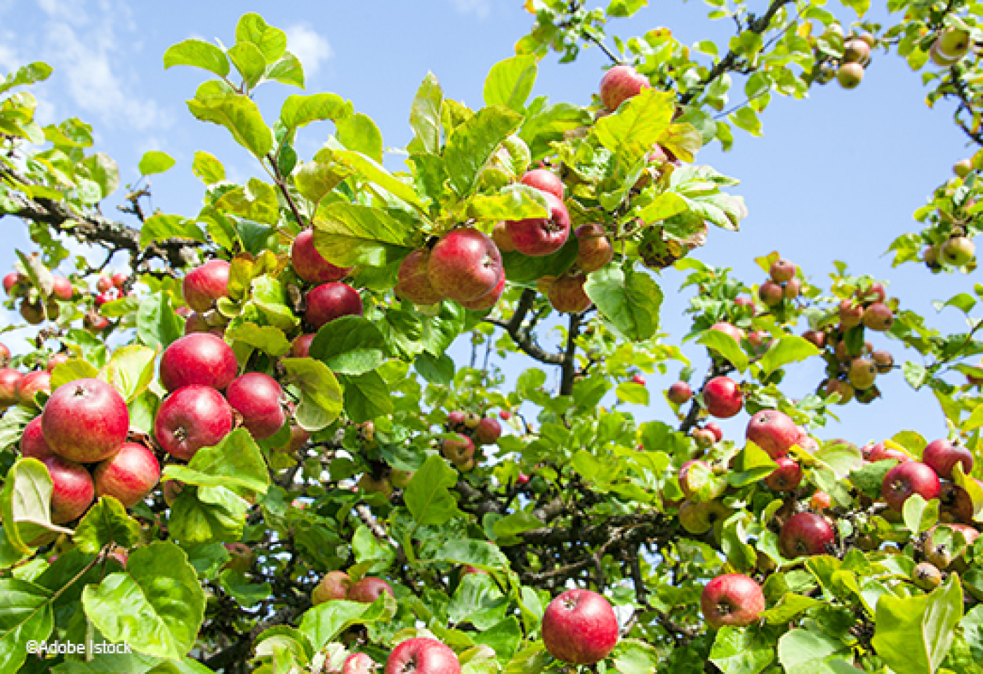 Arbres Fruitiers: Les Bons Gestes Pour Les Cultiver concernant Quel Arbre Fruitier Pour Petit Jardin