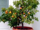 Arbres Fruitiers Nains Pour Balcon Ou Petit Jardin : Créer ... avec Petit Arbre Fruitier Jardin