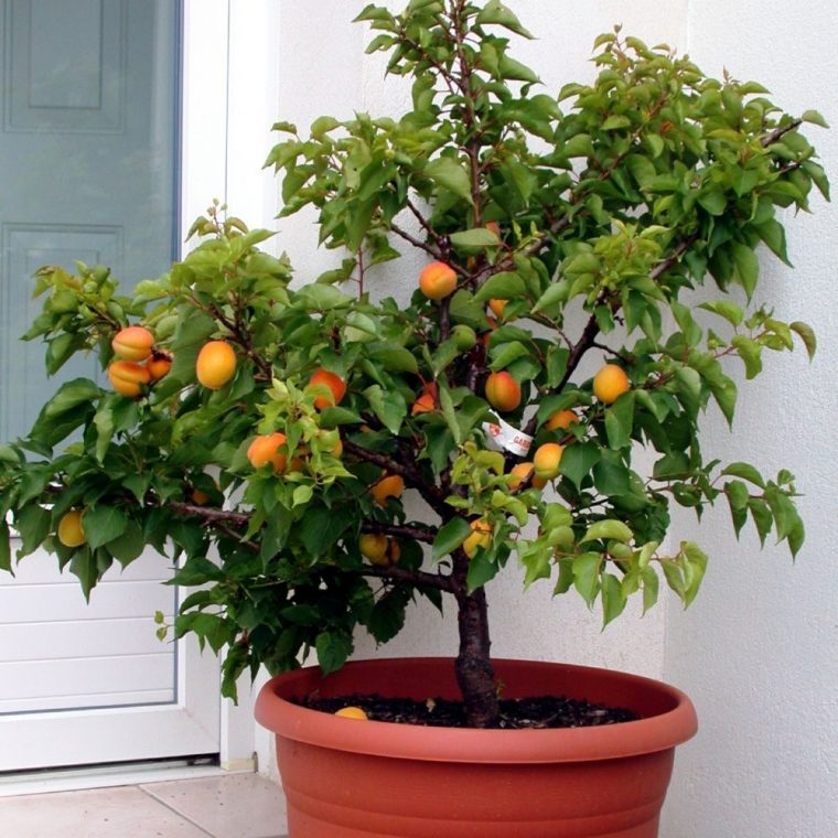 Arbres Fruitiers Nains Pour Balcon Ou Petit Jardin : Créer … avec Petit Arbre Fruitier Jardin