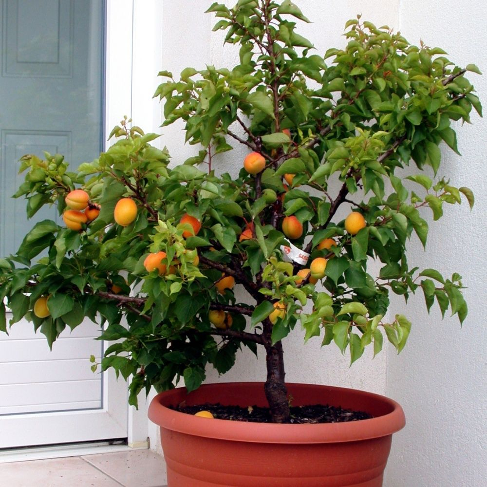 Arbres Fruitiers Nains Pour Balcon Ou Petit Jardin : Créer ... avec Petit Arbre Fruitier Jardin