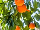 Arbres Fruitiers Nains Pour Balcon Ou Petit Jardin : Créer ... pour Quel Arbre Fruitier Pour Petit Jardin