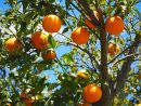 Arbres Fruitiers Pour Petits Jardins De Ville : Lesquels ... avec Petit Arbre Fruitier Jardin