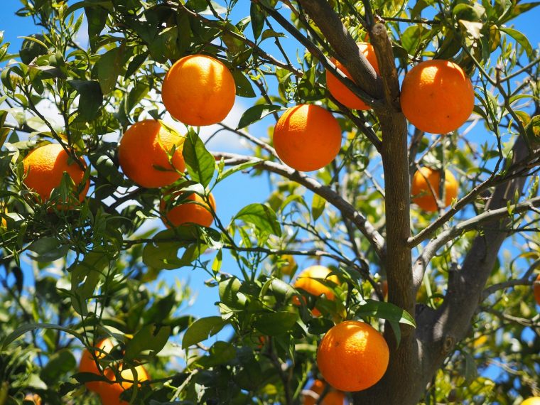 Arbres Fruitiers Pour Petits Jardins De Ville : Lesquels … avec Petit Arbre Fruitier Jardin