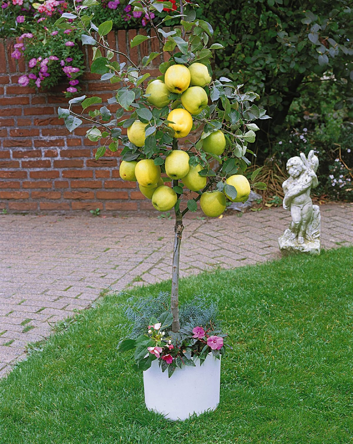 Arbres Fruitiers Pour Petits Jardins De Ville : Lesquels ... encequiconcerne Petit Arbre Fruitier Jardin