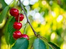 Arbres Fruitiers Pour Petits Jardins | Pratique.fr avec Petit Arbre Fruitier Jardin